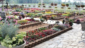 Mast Young Plants (Grand Rapids, Mich.) 2015 Field Trials Results