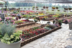 2015 Mast Young Plants Field Trials