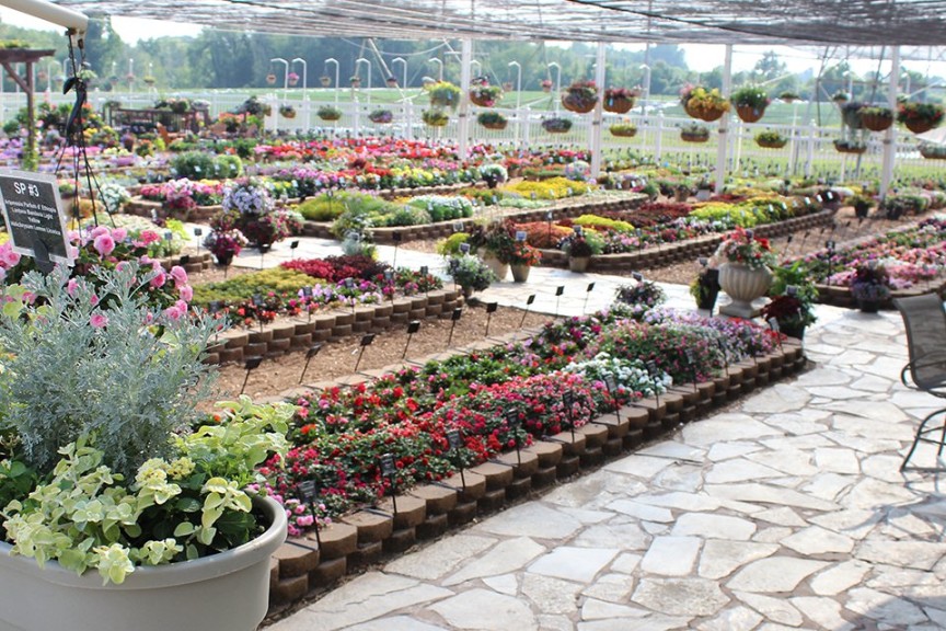 2015 Mast Young Plants Field Trials