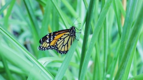 USDA Effort Aims To Enhance Monarch Butterfly Food Sources And Habitats