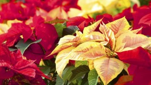 University Of New Hampshire To Host Poinsettia Trials Open House In December