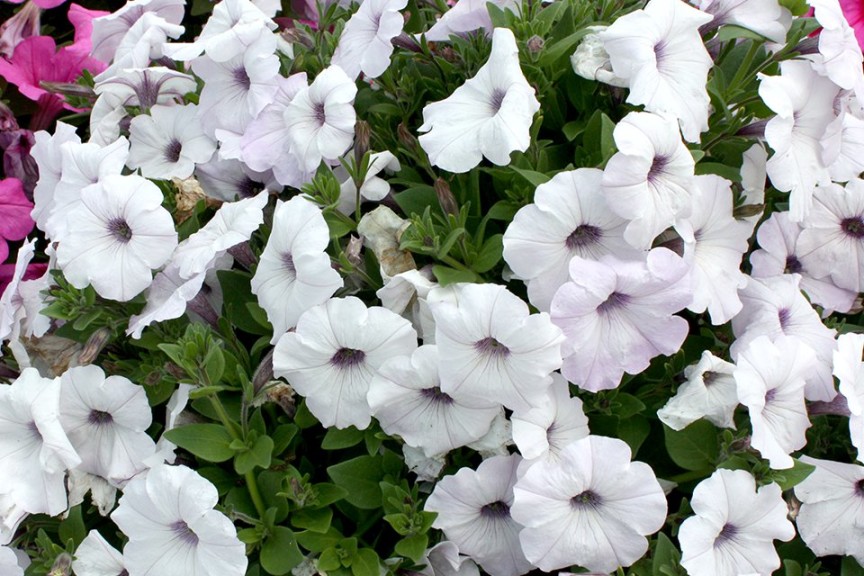 #9: Petunia 'Easy Wave Silver' (Top 10 Of The 2015 Louisiana State University Field Trials)