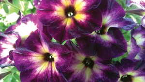 Welby Gardens Names Top Selections From Its Trial Gardens