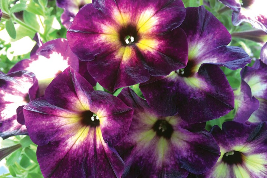 2015 Welby Gardens Field Trials