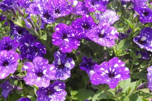 2015 C. Raker and Sons Field Trials