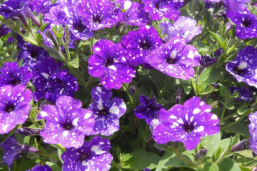 2015 C. Raker and Sons Field Trials