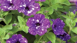 D.S. Cole Growers (Loudon, N.H.) 2015 Field Trials Results