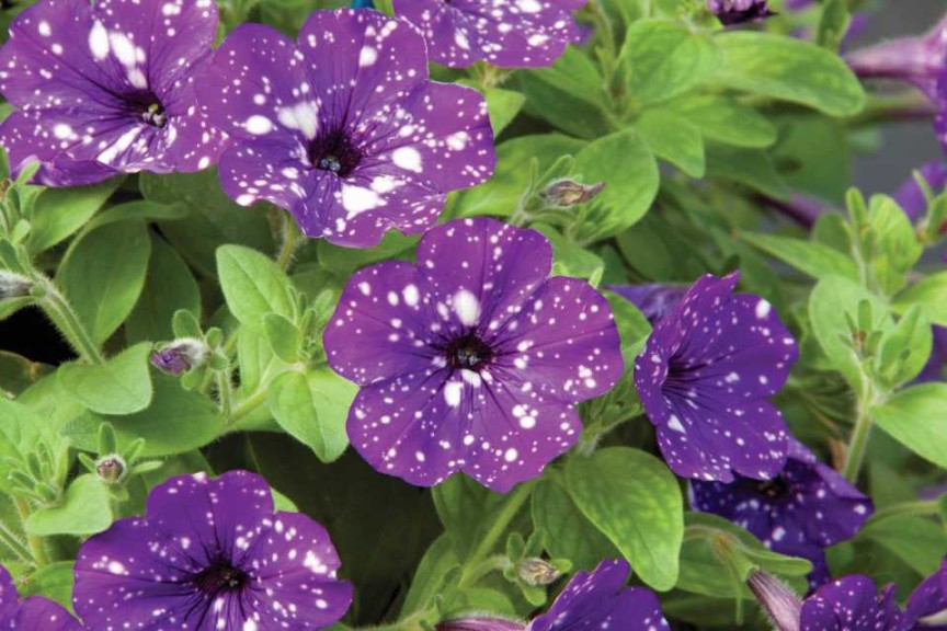 Petunia 'Night Sky' (2015 D.S. Cole Growers Field Trials)