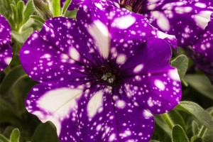 2015 Mast Young Plants Field Trials