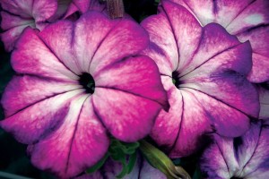 2015 Welby Gardens Field Trials