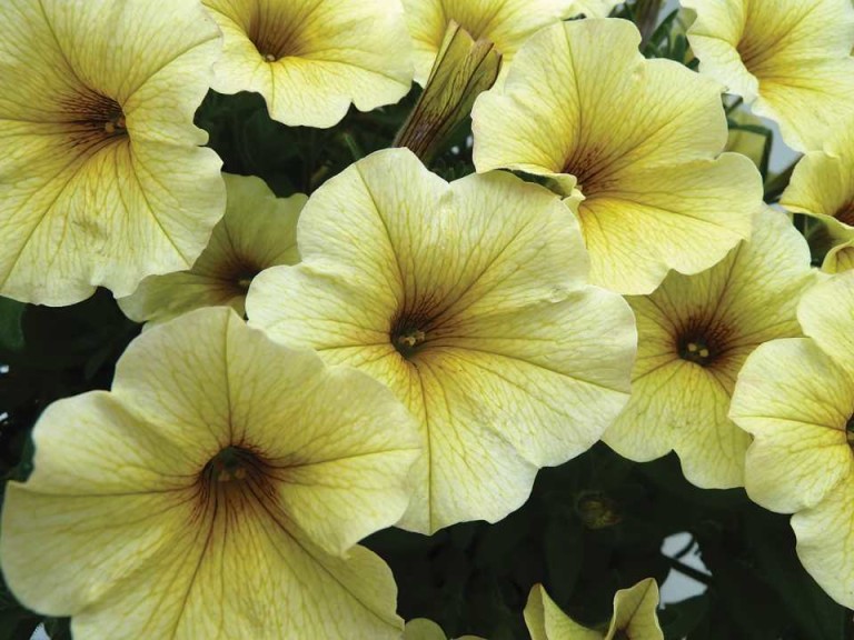 Petunia 'Supercal Light Yellow' (2015 D.S. Cole Growers Field Trials)