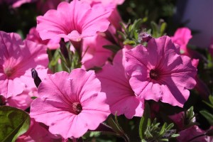 Petunia 'Supertunia Bubblegum' from Proven Winners 
