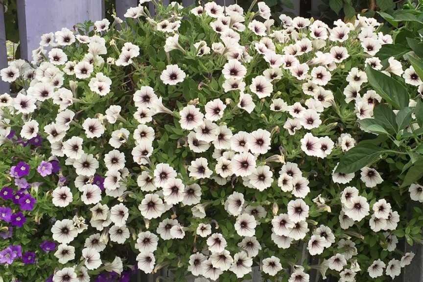 Petunia 'Supertunia Latte' from Proven Winners (2015 University of Tennessee Field Trials)