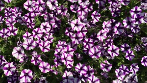 New Southern-Centric Ornamental Production Conference To Be Held June 12-15 in Georgia