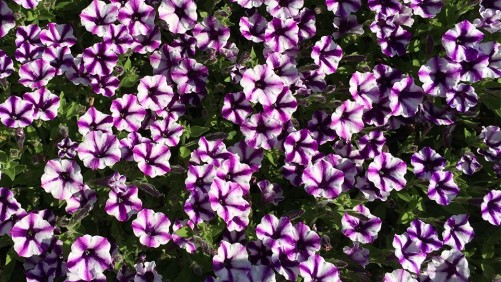 New Southern-Centric Ornamental Production Conference To Be Held June 12-15 in Georgia