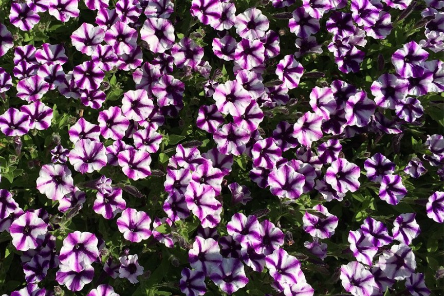 2015 University of Georgia Field Trials