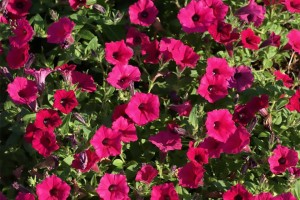 Petunia 'Supertunia Vista Fuchsia' from Proven Winners (2015 J.C. Raulston Arboretum Field Trials)