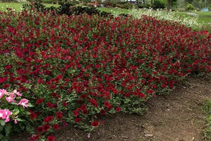 2015 University of Tennessee Field Trials