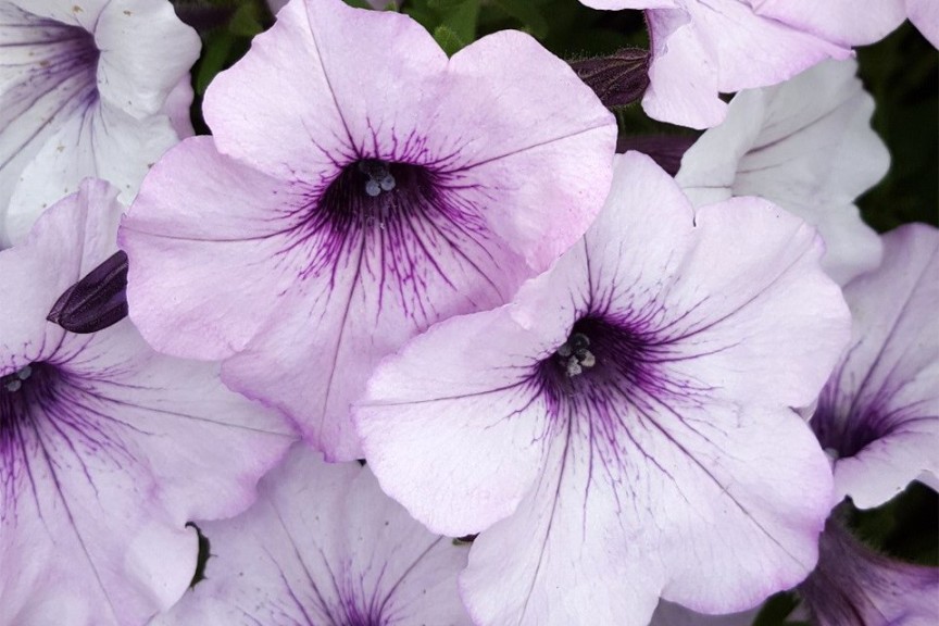Petunia x hybrida 'Tidal Wave Silver' (2015 Pike Creek Horticulture Center Field Trials)