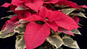 Tips On How To Prevent Aerial Blight Spread In Poinsettias
