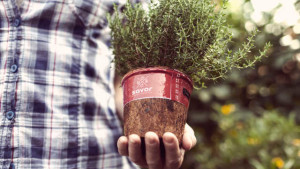 Pleasant View Gardens Launches New Savor Edibles And Fragrants