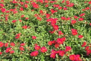 2015 University of Tennessee Field Trials