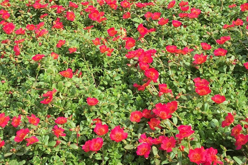 2015 University of Tennessee Field Trials