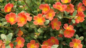 2015 North Carolina (Raleigh, N.C.) University Field Trials Results