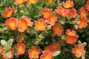 Portulaca 'Mojave Tangerine' from Proven Winners (2015 J.C. Raulston Arboretum Field Trials)
