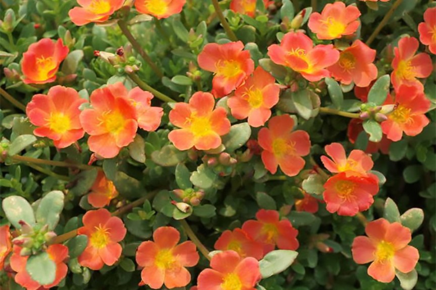 Portulaca 'Mojave Tangerine' from Proven Winners (2015 Top 10 Performing Annuals at the University of Minnesota Field Trials)