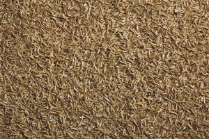 Rice Hull Media Amendment (PBH Nature)