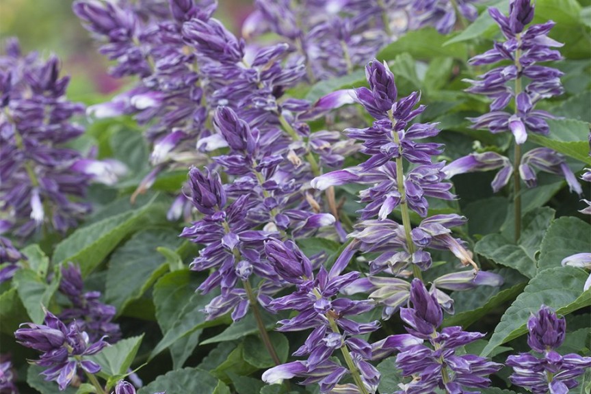 Salvia 'Grandstand Blue Bicolor' (2015 Costa Farms Field Trials)
