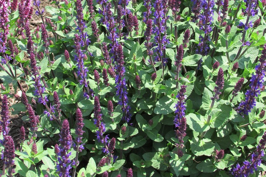 Top Performing 2015 Field Trial Varieties