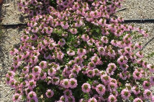 2015 The Ohio State University Field Trials