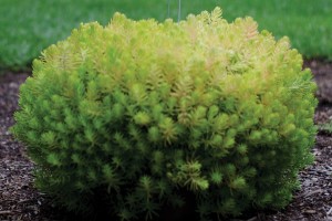 Sedum 'Lemon Coral' from Proven Winners (2015 Massachusetts Horticultural Society Field Trials)