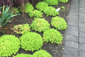 Sedum' Lemon Coral' from Proven Winners (2015 University of Tennessee Field Trials)