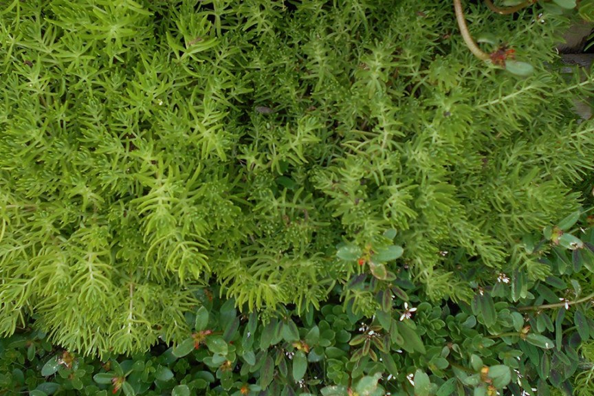 Top Performing 2015 Field Trial Varieties