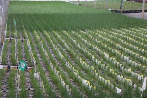 Smith Gardens, Marysville, WA