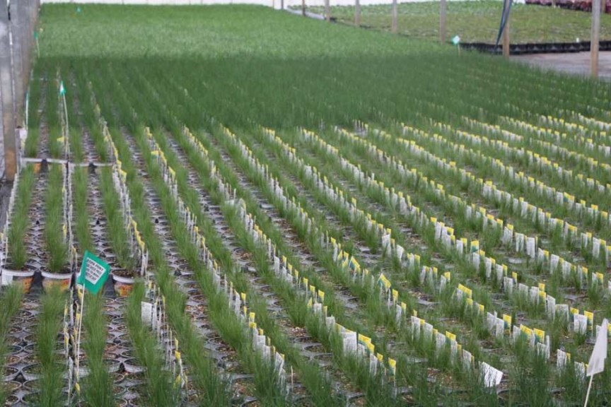 Smith Gardens, Marysville, WA