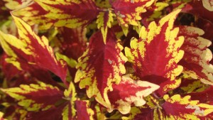 2015 Missouri Botanical Garden (St. Louis, Mo.) Field Trial Results