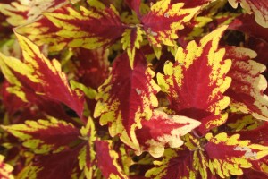 Coleus Solenostemon 'Colorblaze Apple Brandy' (2015 Missouri Botanical Garden Field Trials)