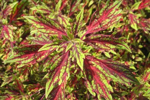 Coleus Solenostemon 'Flamethrower Chili Pepper' (2015 Missouri Botanical Garden Field Trials)