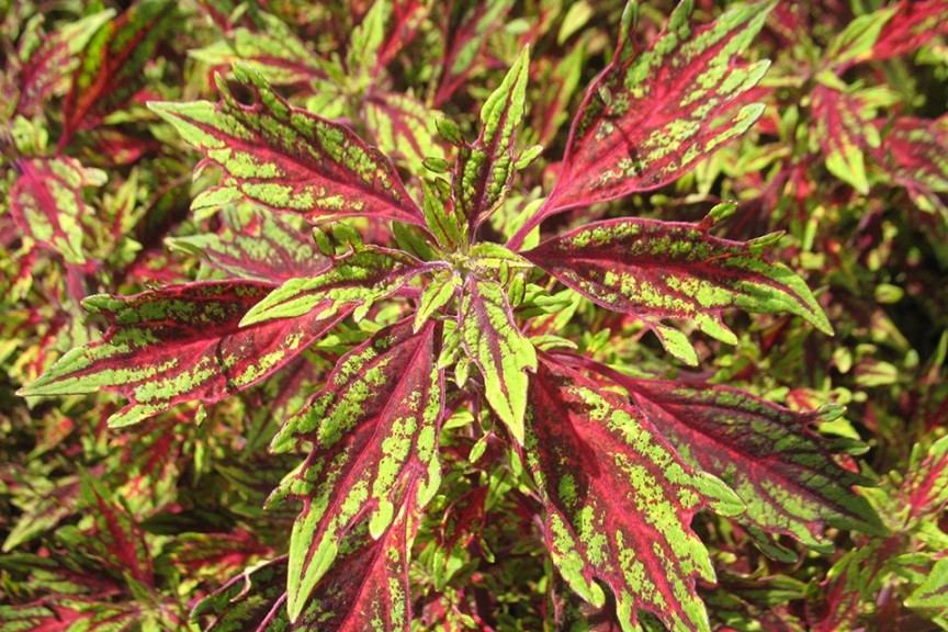 Coleus Solenostemon 'Flamethrower Chili Pepper' (2015 Missouri Botanical Garden Field Trials)