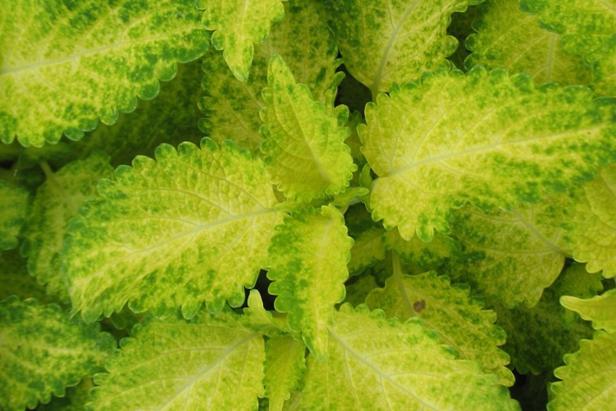 Coleus Solenostemon 'Partytime Lime' (2015 Missouri Botanical Garden Field Trials)