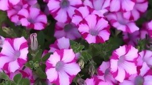 2015 Pike Creek Horticulture Center (Kenosha, Wis.) Field Trials Results