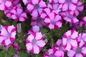 2015 Pike Creek Horticulture Center Field Trials