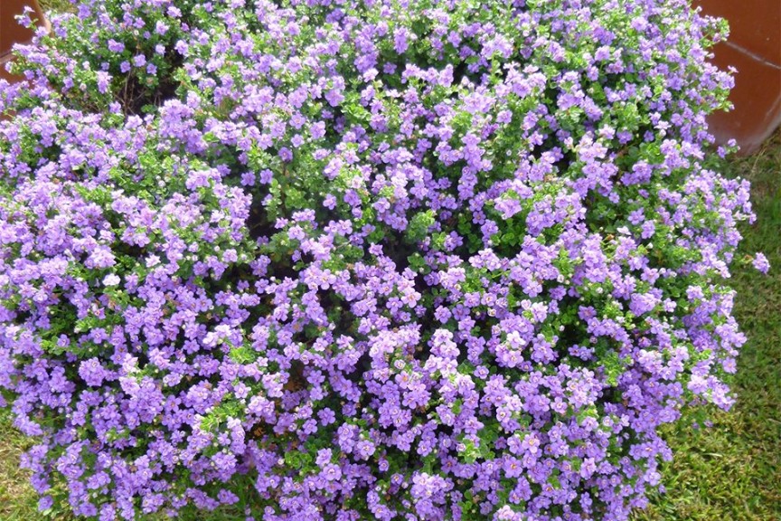 2015 Dallas Arboretum Field Trials
