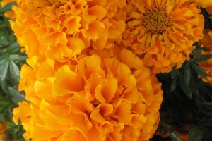 Tagetes patula 'Proud Mari Orange' (2015 Missouri Botanical Garden Field Trials)