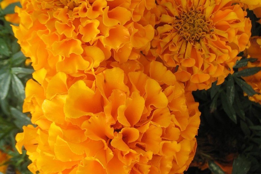 Tagetes patula 'Proud Mari Orange' (2015 Missouri Botanical Garden Field Trials)
