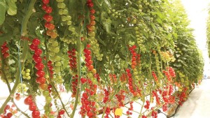 University Of Arizona’s Greenhouse Crop Production & Engineering Design Short Course To Take Place In March